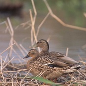 Hawaiian Duck